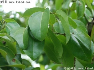 蓽澄茄種子