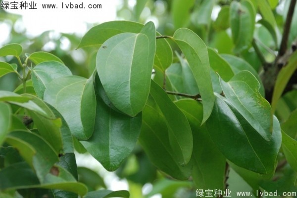 <a href='http://m.wuzhouwash.com/yaocaizhongzi/2315.html' target='_blank'>蓽澄茄種子</a>