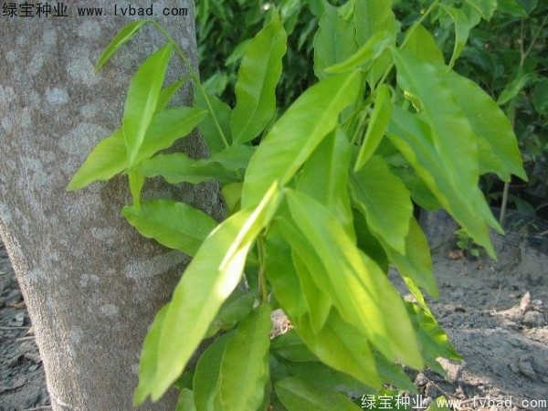 <a href='http://m.wuzhouwash.com/yaocaizhongzi/2315.html' target='_blank'>蓽澄茄</a><a href='http://m.wuzhouwash.com/' target='_blank'>種子</a>