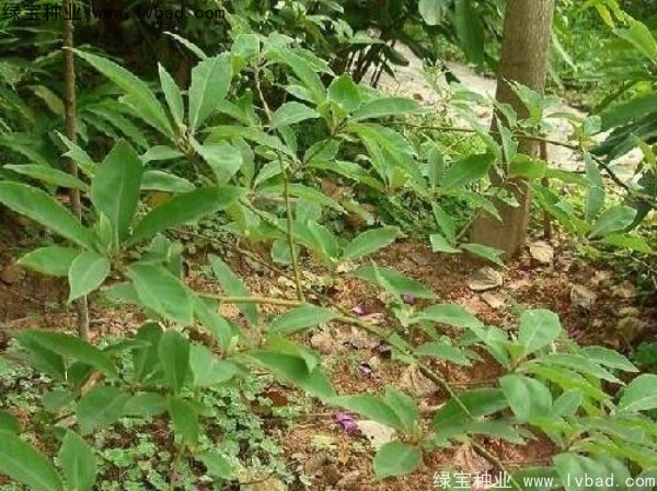 <a href='http://m.wuzhouwash.com/yaocaizhongzi/2315.html' target='_blank'>蓽澄茄種子</a>