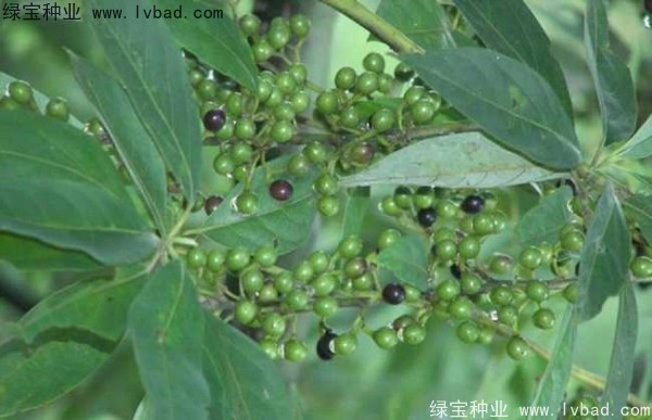 <a href='http://m.wuzhouwash.com/yaocaizhongzi/2315.html' target='_blank'>蓽澄茄</a><a href='http://m.wuzhouwash.com/' target='_blank'>種子</a>