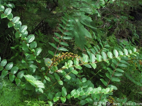 <a href='http://m.wuzhouwash.com/yaocaizhongzi/2316.html' target='_blank'>馬桑種子</a>