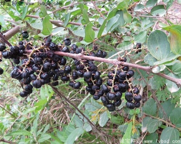 馬桑<a href='http://m.wuzhouwash.com/' target='_blank'>種子</a>
