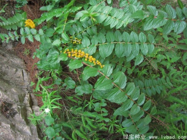 <a href='http://m.wuzhouwash.com/yaocaizhongzi/2316.html' target='_blank'>馬桑種子</a>
