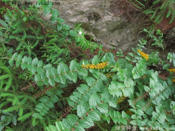 馬桑<a href='http://m.wuzhouwash.com/' target='_blank'>種子</a>