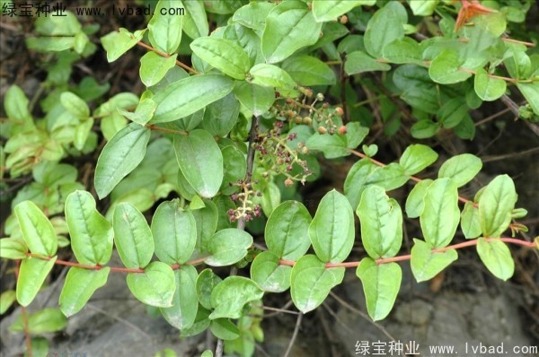 馬桑種子