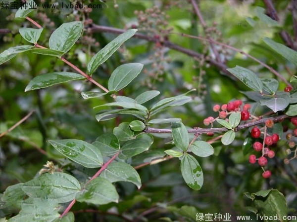 馬桑種子