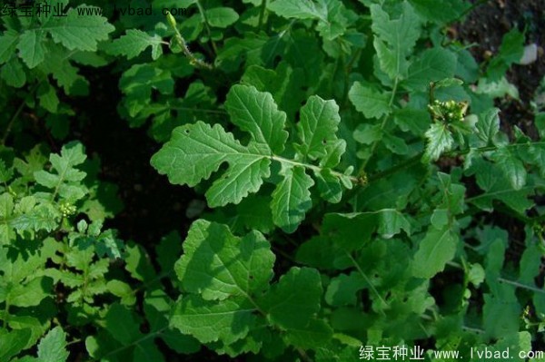<a href='http://m.wuzhouwash.com/yaocaizhongzi/2317.html' target='_blank'>白芥子種子</a>