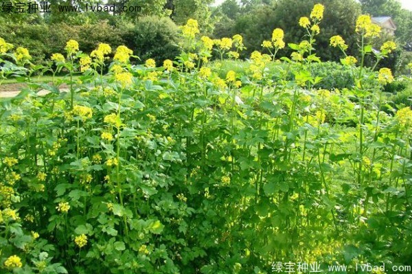 <a href='http://m.wuzhouwash.com/yaocaizhongzi/2317.html' target='_blank'>白芥子</a><a href='http://m.wuzhouwash.com/' target='_blank'>種子</a>