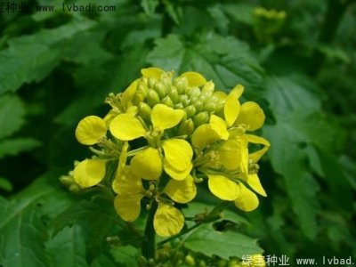白芥子種子