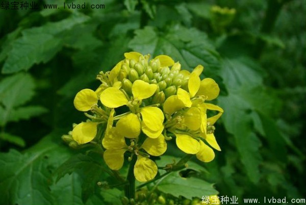 <a href='http://m.wuzhouwash.com/yaocaizhongzi/2317.html' target='_blank'>白芥子種子</a>