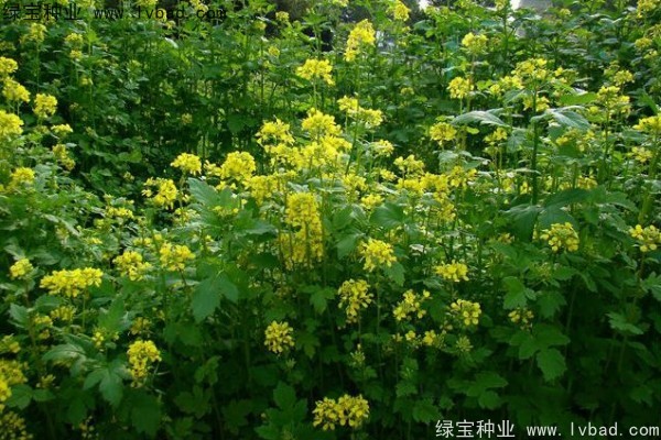 <a href='http://m.wuzhouwash.com/yaocaizhongzi/2317.html' target='_blank'>白芥子種子</a>