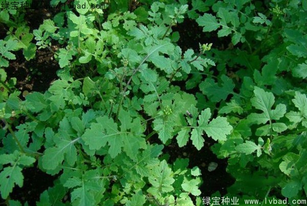 白芥子種子