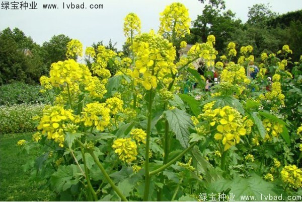<a href='http://m.wuzhouwash.com/yaocaizhongzi/2317.html' target='_blank'>白芥子</a><a href='http://m.wuzhouwash.com/' target='_blank'>種子</a>
