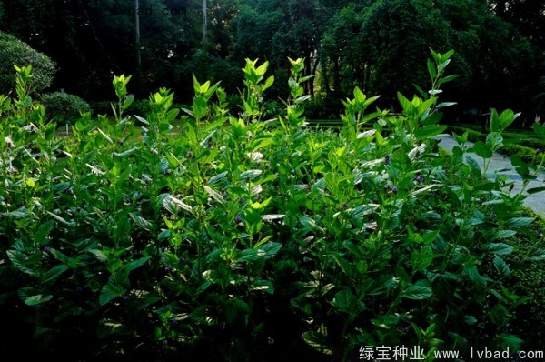 補骨脂種子