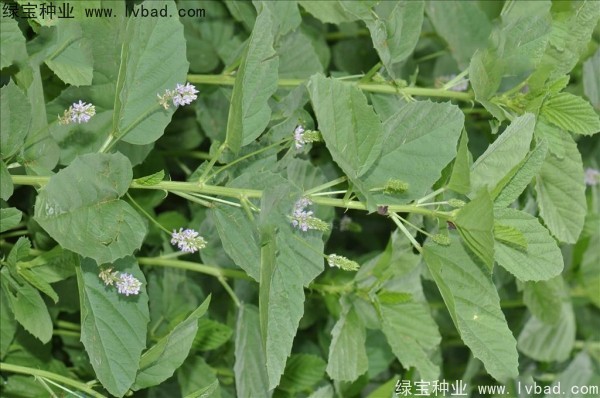 <a href='http://m.wuzhouwash.com/yaocaizhongzi/2318.html' target='_blank'>補骨脂</a><a href='http://m.wuzhouwash.com/' target='_blank'>種子</a>