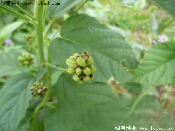 補骨脂<a href='http://m.wuzhouwash.com/' target='_blank'>種子</a>