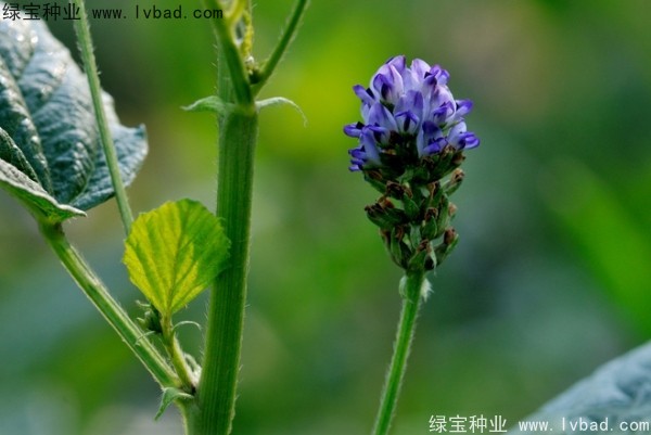 <a href='http://m.wuzhouwash.com/yaocaizhongzi/2318.html' target='_blank'>補骨脂種子</a>