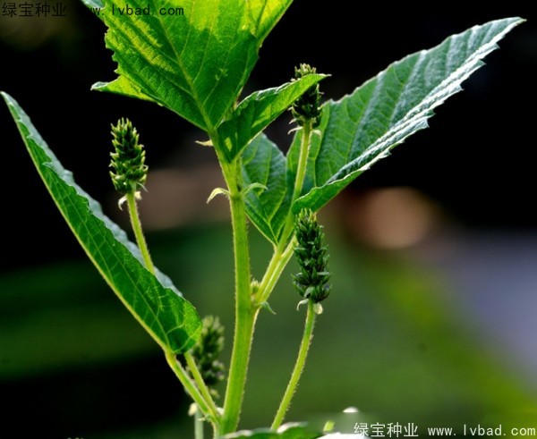 補骨脂種子