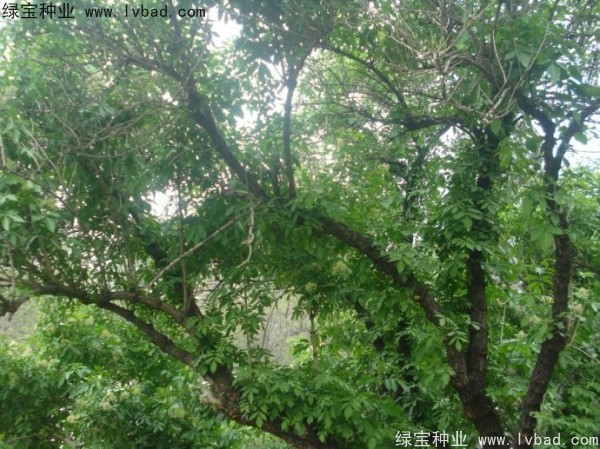 <a href='http://m.wuzhouwash.com/yaocaizhongzi/2319.html' target='_blank'>接骨木</a><a href='http://m.wuzhouwash.com/' target='_blank'>種子</a>