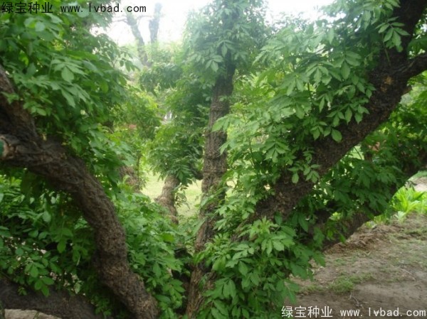 <a href='http://m.wuzhouwash.com/yaocaizhongzi/2319.html' target='_blank'>接骨木種子</a>