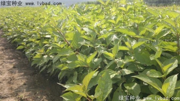 接骨木<a href='http://m.wuzhouwash.com/' target='_blank'>種子</a>