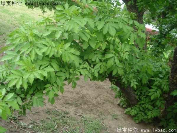 <a href='http://m.wuzhouwash.com/yaocaizhongzi/2319.html' target='_blank'>接骨木</a><a href='http://m.wuzhouwash.com/' target='_blank'>種子</a>