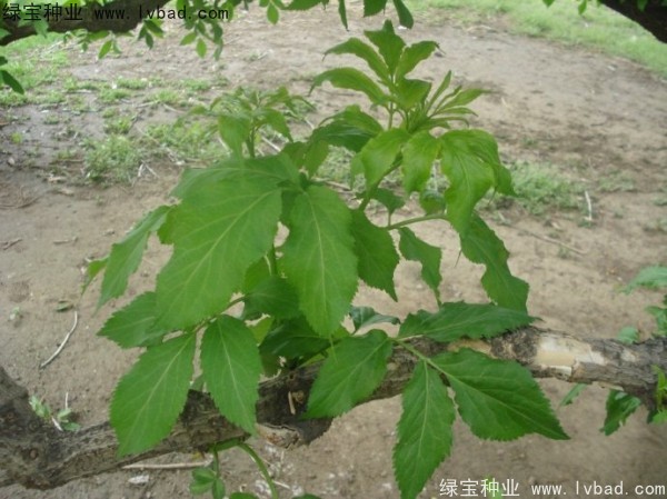 <a href='http://m.wuzhouwash.com/yaocaizhongzi/2319.html' target='_blank'>接骨木種子</a>