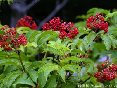 接骨木種子