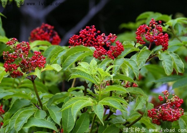 <a href='http://m.wuzhouwash.com/yaocaizhongzi/2319.html' target='_blank'>接骨木種子</a>