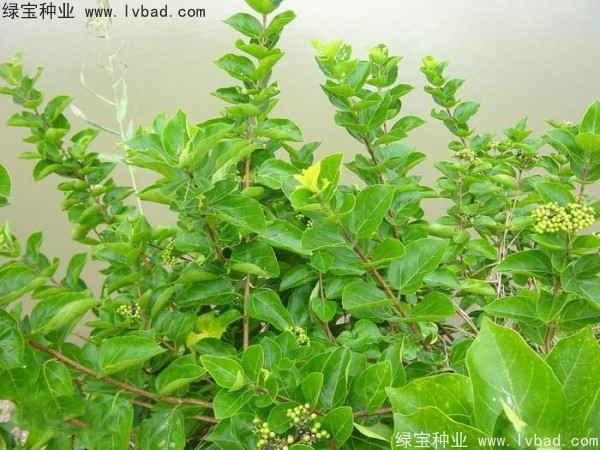 <a href='http://m.wuzhouwash.com/yaocaizhongzi/2320.html' target='_blank'>黃荊種子</a>