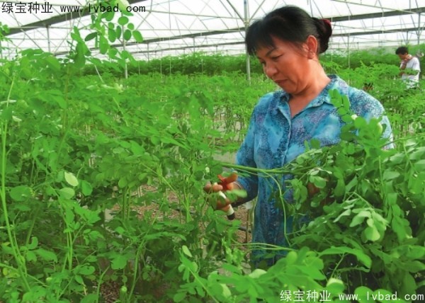 <a href='http://m.wuzhouwash.com/yaocaizhongzi/2321.html' target='_blank'>印度辣木種子</a>