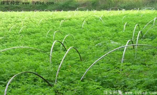 印度辣木種子