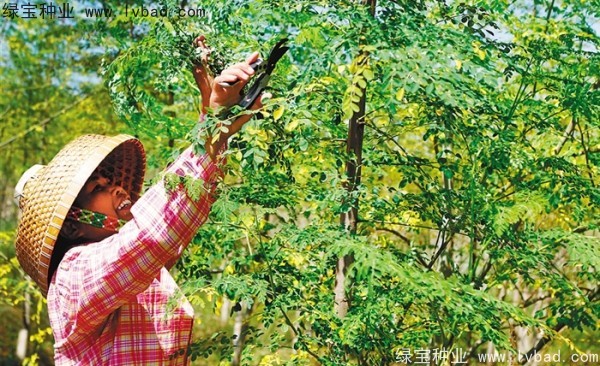 <a href='http://m.wuzhouwash.com/yaocaizhongzi/2321.html' target='_blank'>印度辣木</a><a href='http://m.wuzhouwash.com/' target='_blank'>種子</a>