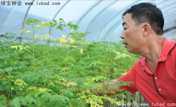<a href='http://m.wuzhouwash.com/yaocaizhongzi/2321.html' target='_blank'>印度辣木種子</a>