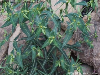 千金子種子