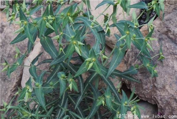 <a href='http://m.wuzhouwash.com/yaocaizhongzi/2322.html' target='_blank'>千金子種子</a>