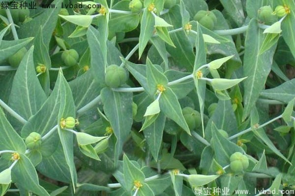 <a href='http://m.wuzhouwash.com/yaocaizhongzi/2322.html' target='_blank'>千金子種子</a>