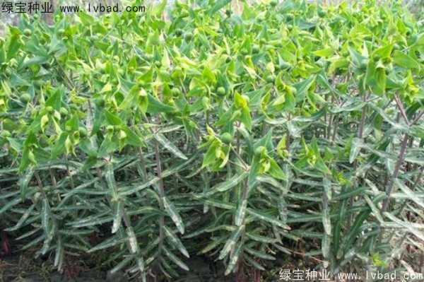 <a href='http://m.wuzhouwash.com/yaocaizhongzi/2322.html' target='_blank'>千金子</a><a href='http://m.wuzhouwash.com/' target='_blank'>種子</a>