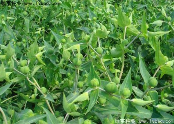 <a href='http://m.wuzhouwash.com/yaocaizhongzi/2322.html' target='_blank'>千金子</a><a href='http://m.wuzhouwash.com/' target='_blank'>種子</a>