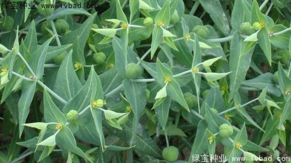 <a href='http://m.wuzhouwash.com/yaocaizhongzi/2322.html' target='_blank'>千金子種子</a>