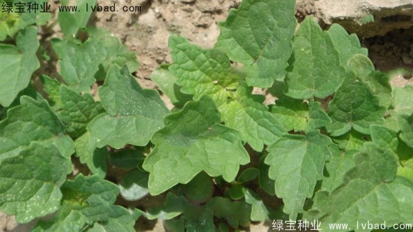 <a href='http://m.wuzhouwash.com/yaocaizhongzi/2323.html' target='_blank'>藿香種子</a>