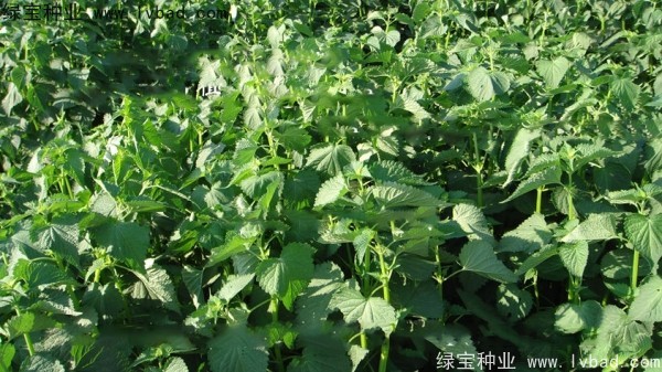 藿香<a href='http://m.wuzhouwash.com/' target='_blank'>種子</a>