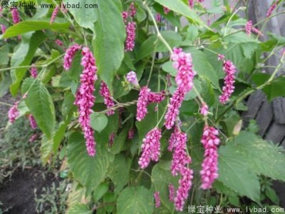 水紅花種子