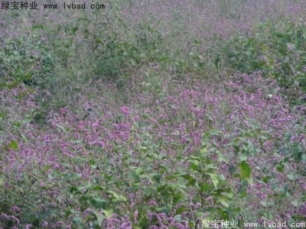 <a href='http://m.wuzhouwash.com/yaocaizhongzi/2324.html' target='_blank'>水紅花</a><a href='http://m.wuzhouwash.com/' target='_blank'>種子</a>