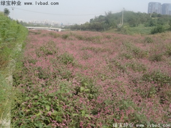 水<a href='http://m.wuzhouwash.com/yaocaizhongzi/2335.html' target='_blank'>紅花種子</a>