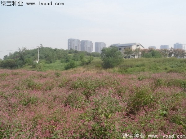 <a href='http://m.wuzhouwash.com/yaocaizhongzi/2324.html' target='_blank'>水紅花種子</a>