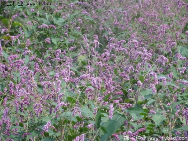 水<a href='http://m.wuzhouwash.com/yaocaizhongzi/2335.html' target='_blank'>紅花種子</a>