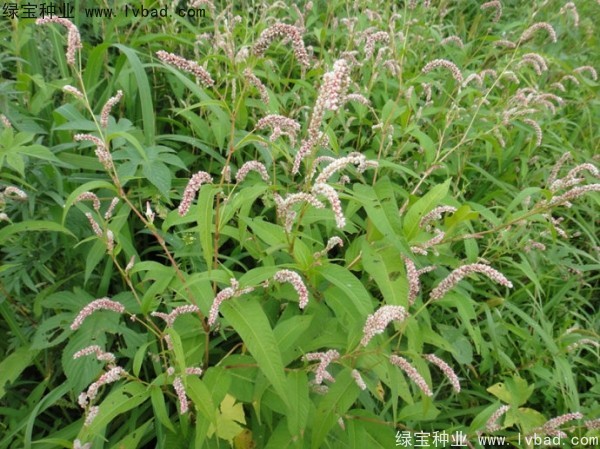 <a href='http://m.wuzhouwash.com/yaocaizhongzi/2324.html' target='_blank'>水紅花種子</a>