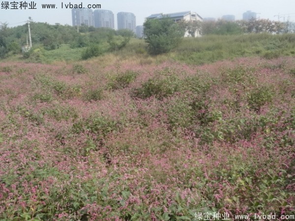 水<a href='http://m.wuzhouwash.com/yaocaizhongzi/2335.html' target='_blank'>紅花</a><a href='http://m.wuzhouwash.com/' target='_blank'>種子</a>